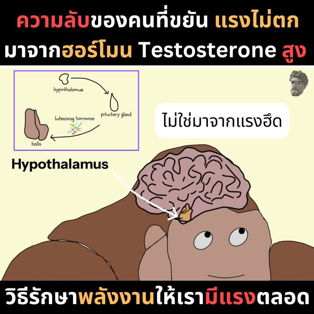 ความลับของคนที่ขยัน แรงไม่ตกมาจากฮอร์โมน Testosterone&nbsp;สูง