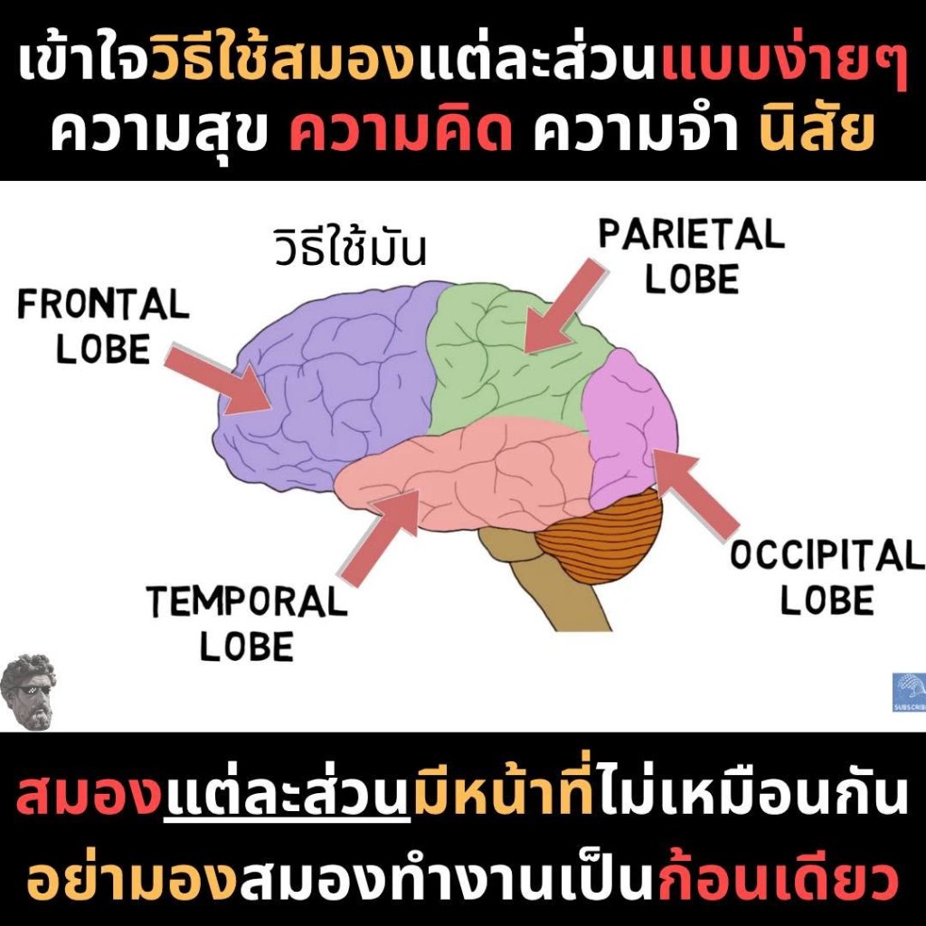 เข้าใจวิธีใช้สอมงแต่ละส่วนแบบง่ายๆ ความสุข ความคิด ความจำ&nbsp;นิสัย